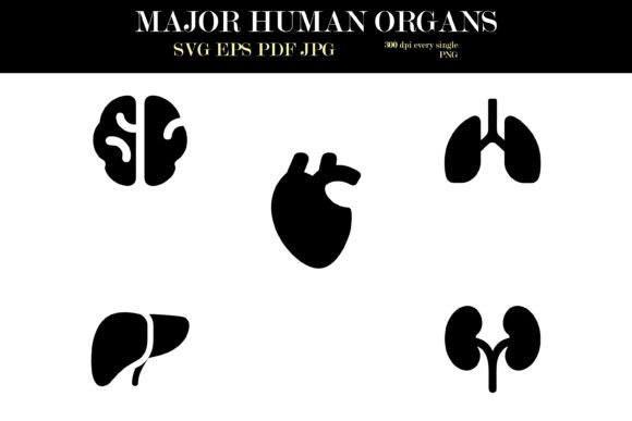 Silhouette Icons of Major Human Organs: Graphics & Illustrations